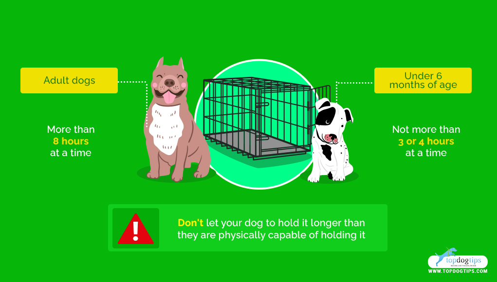 How to Stop a Dog From Pooping in a Crate (Step by Step Guide)
