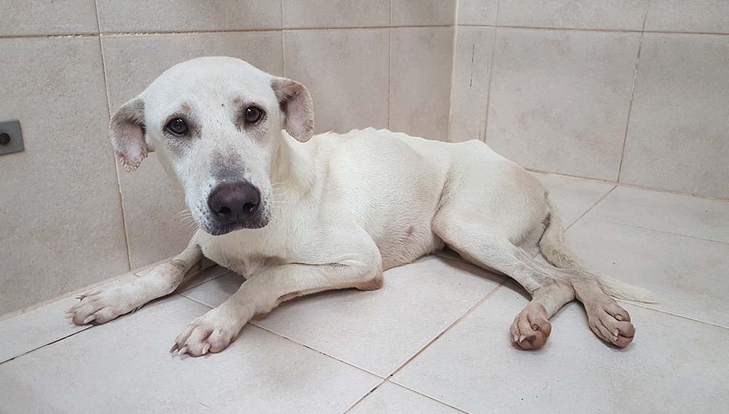 How to Feed Underweight and Malnourished Dogs (Gradual