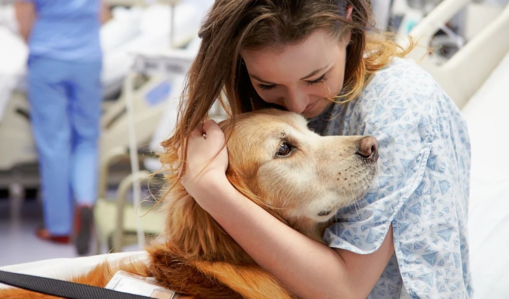 How to Make Your Dog a Therapy Dog Top Dog Tips