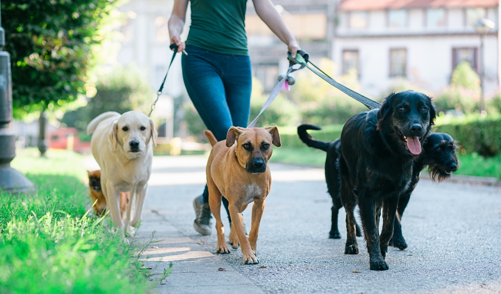 How Much to Tip a Dog Sitter? Top Dog Tips