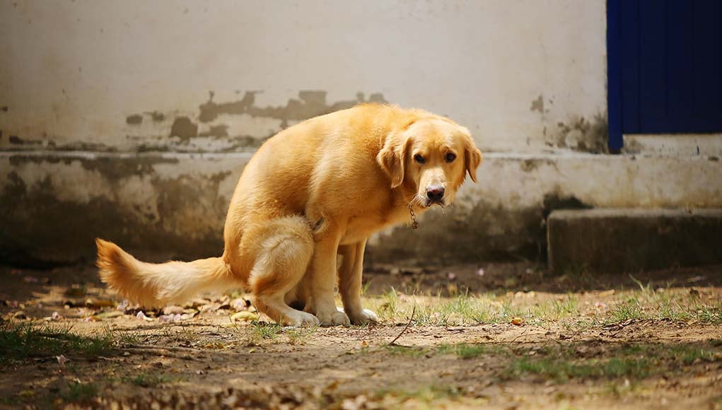 My Dog Has Bloody Diarrhea Causes and Treatment Top Dog