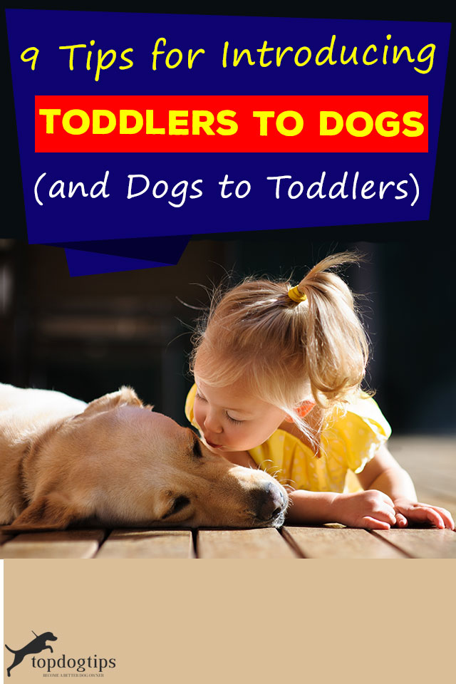 9 Tips for Introducing Toddlers to Dogs (and Dogs to Toddlers) Top