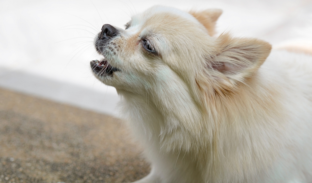 How To Make A Dog Stop Whining Top Dog Tips