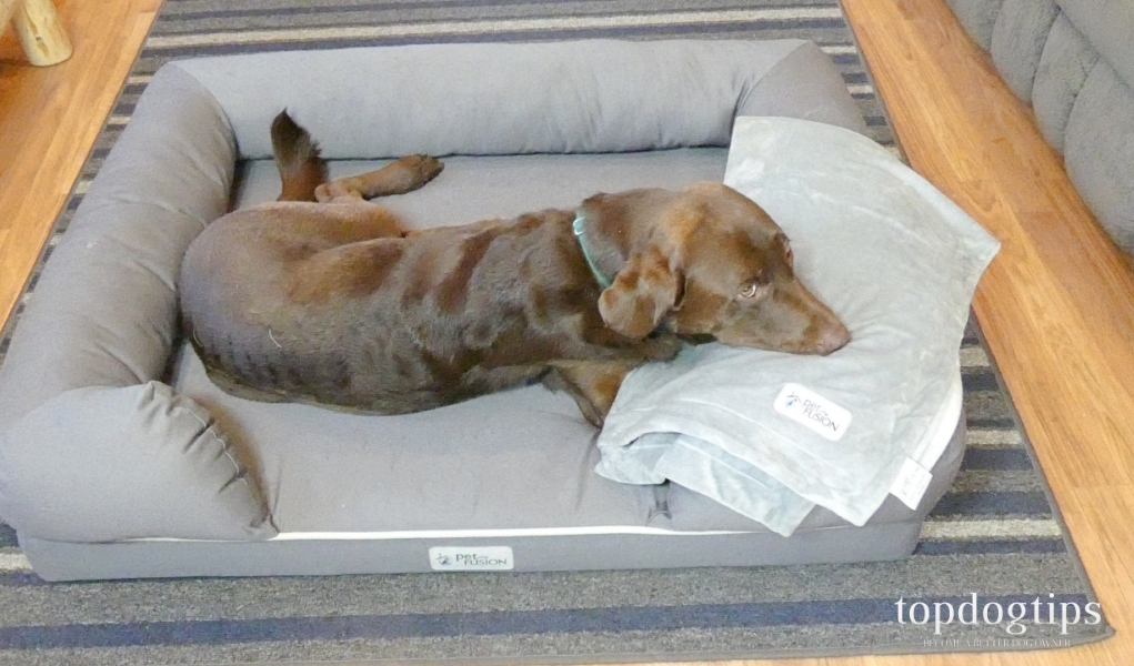 Review PetFusion Dog Bed & Micro Plush Blanket Top Dog Tips