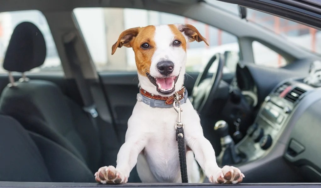 Best Way To Travel with A Dog (A Video Guide) LaptrinhX / News