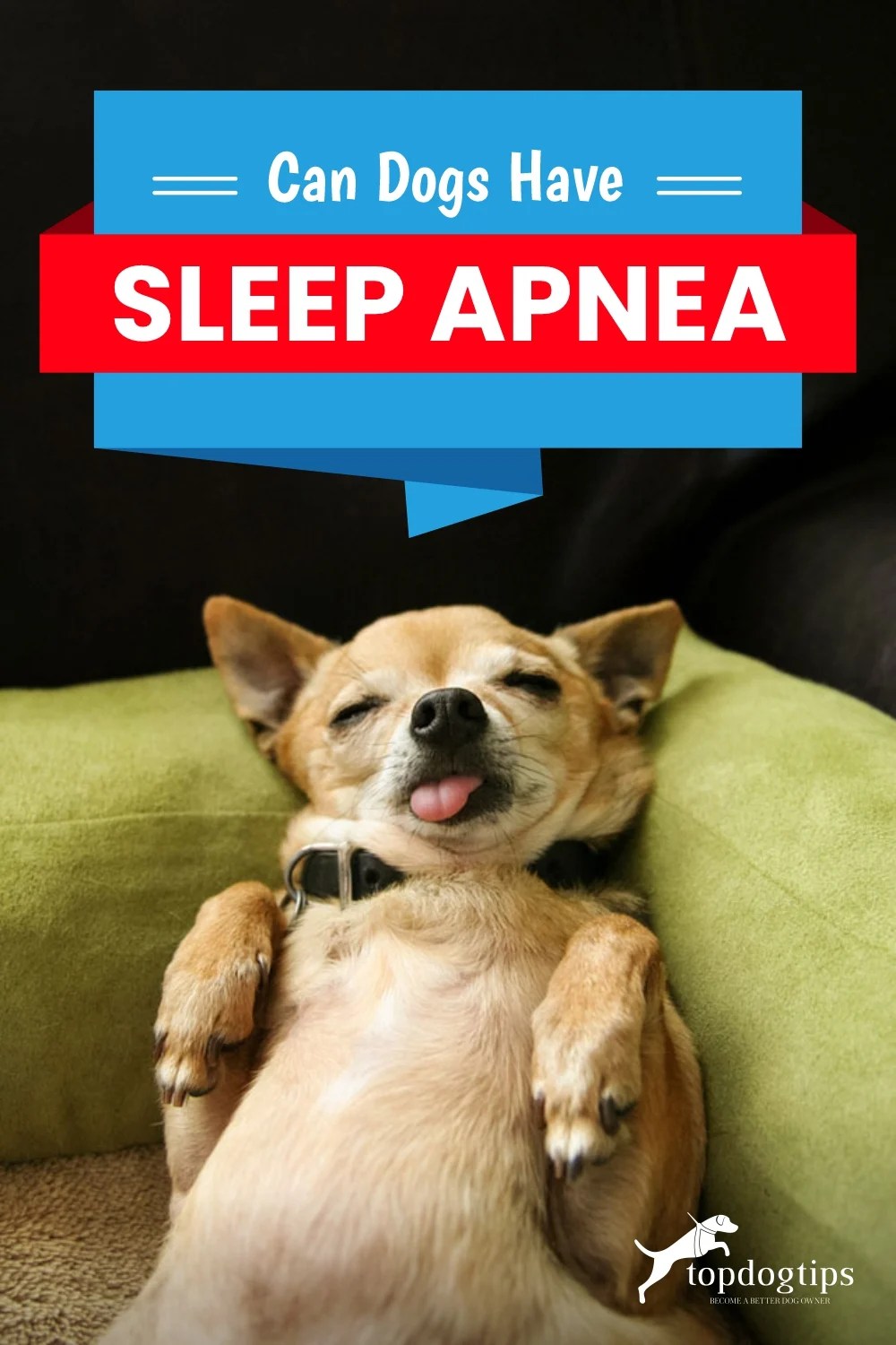 Can Dogs Have Sleep Apnea and What to Do About It?