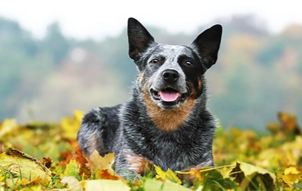 17 of the Healthiest Dog Breeds [2021]