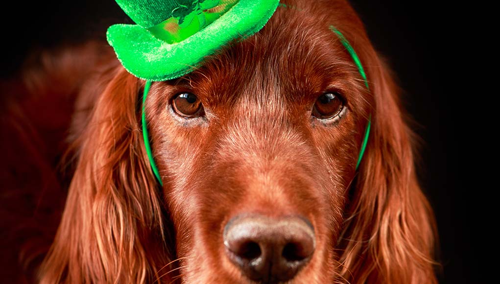 Meet the 4 Most Popular Irish Dog Breeds Top Dog Tips