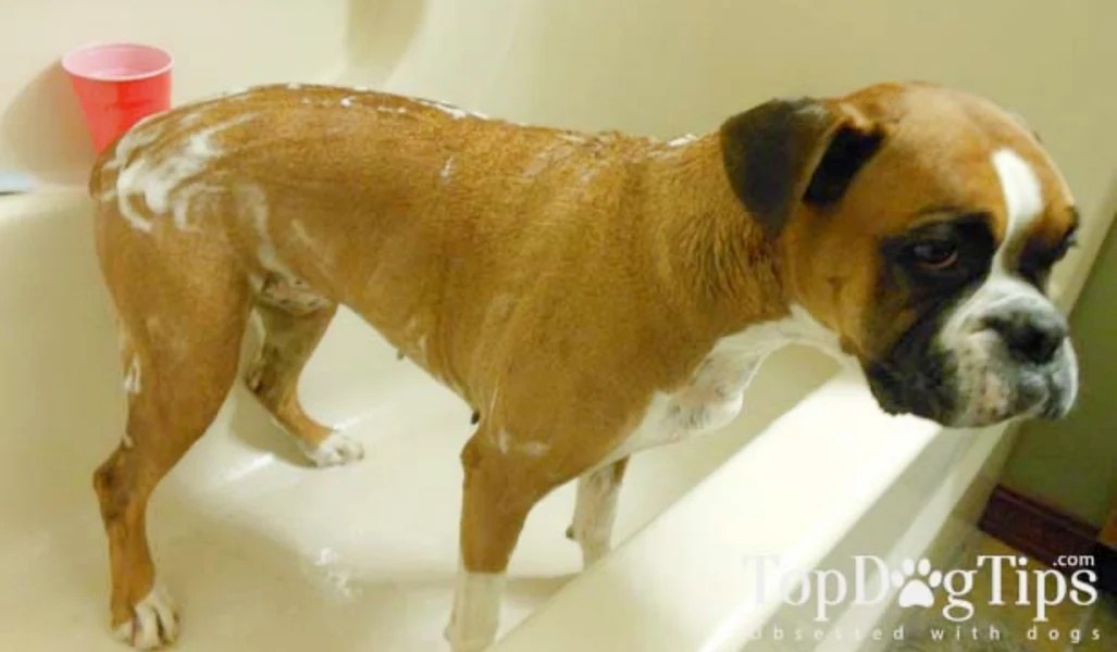 How Do You Make Dog Shampoo