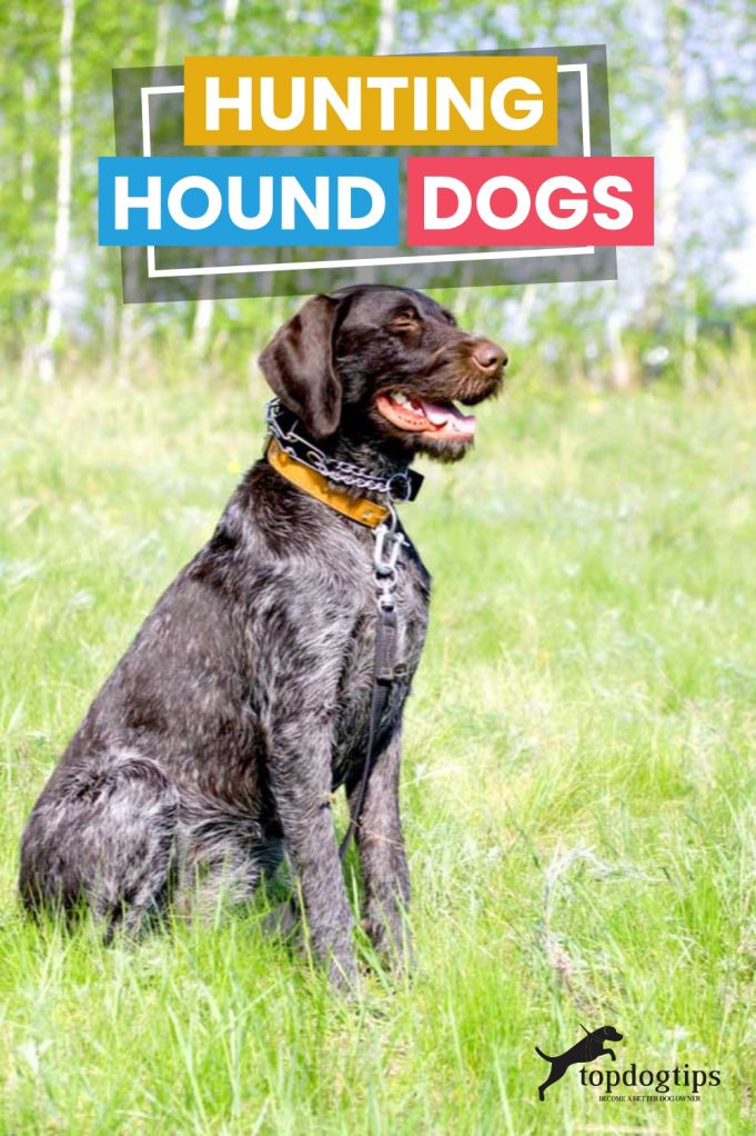 Hunting Hound Dogs Why You Should Get These Hound Breeds
