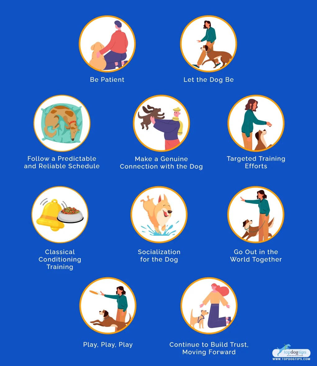 My Dog Is Scared of Me 10 Easy Ways to Fix This