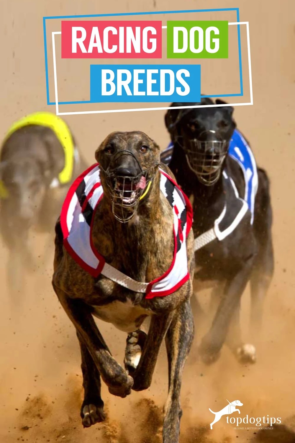 7 Racing Dog Breeds That Can Steal Your Heart Fast!
