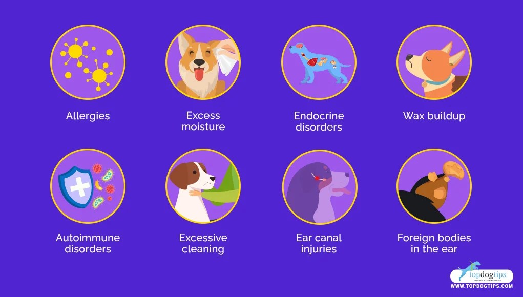 Top 5 Best Dog Ear Infection Treatment in 2024 (OvertheCounter)