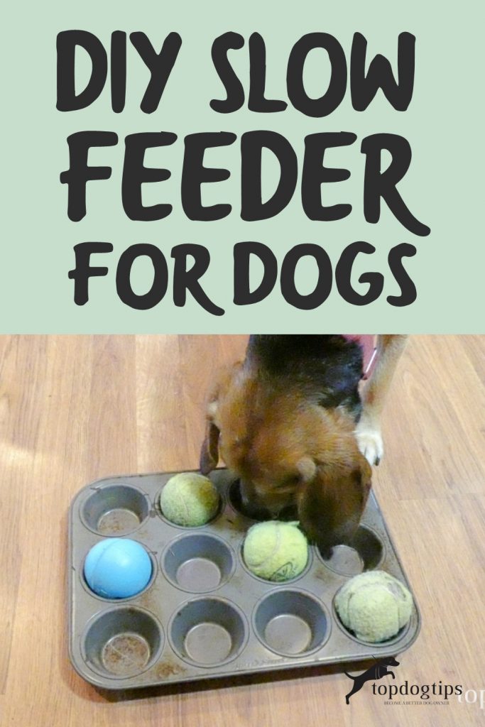 Easy DIY Slow Feeder for Dogs Top Dog Tips