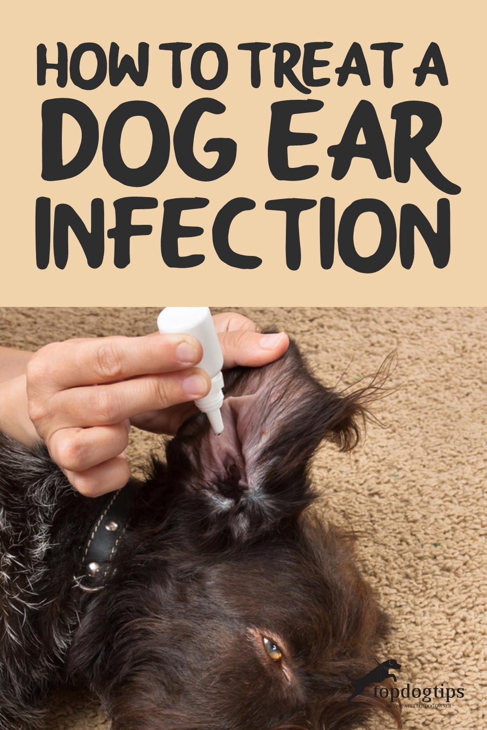 How To Treat A Dog's Ear Infection When You Can't See A Vet PetHelpful
