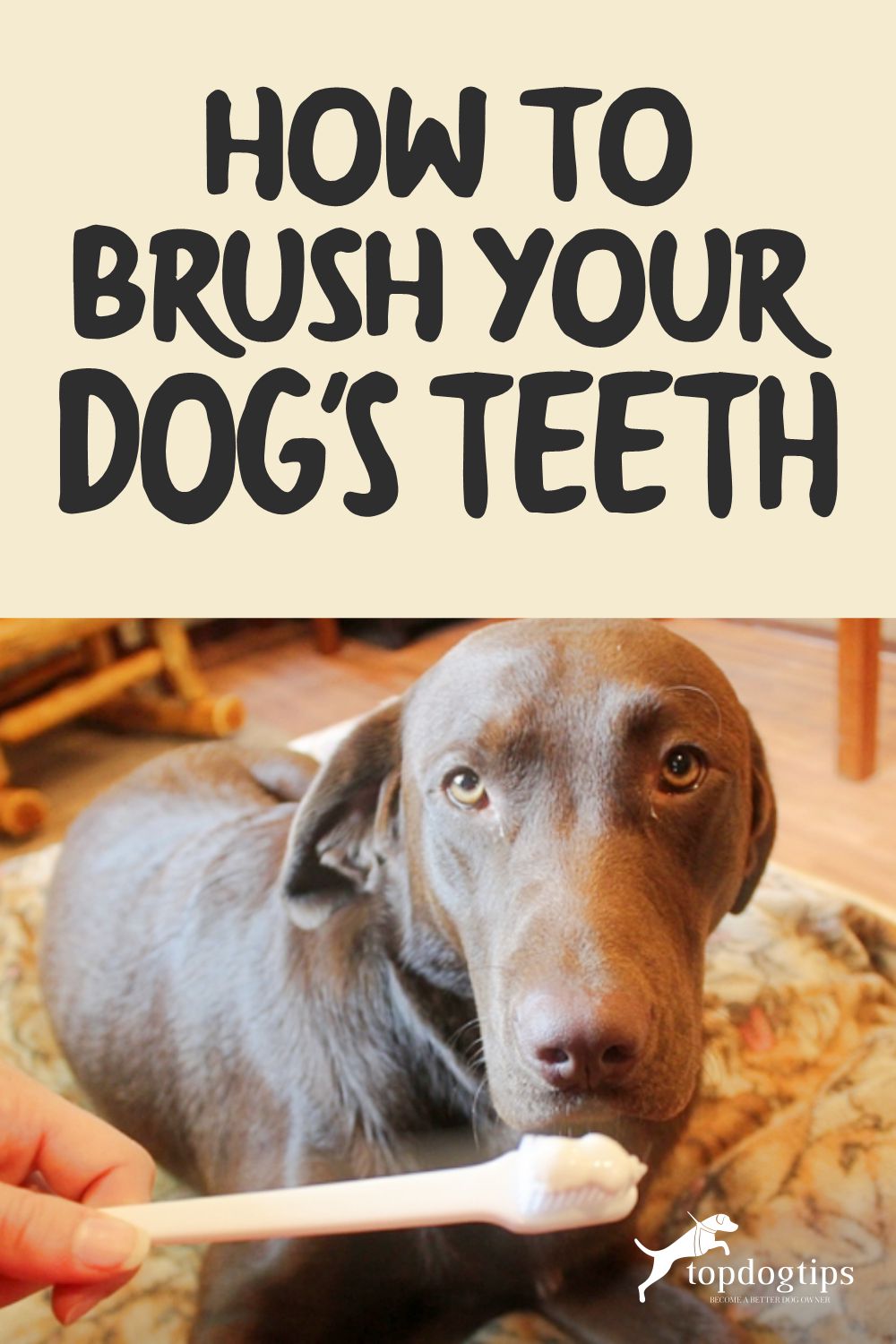 VIDEO GUIDE Learn How To Brush Your Dog's Teeth