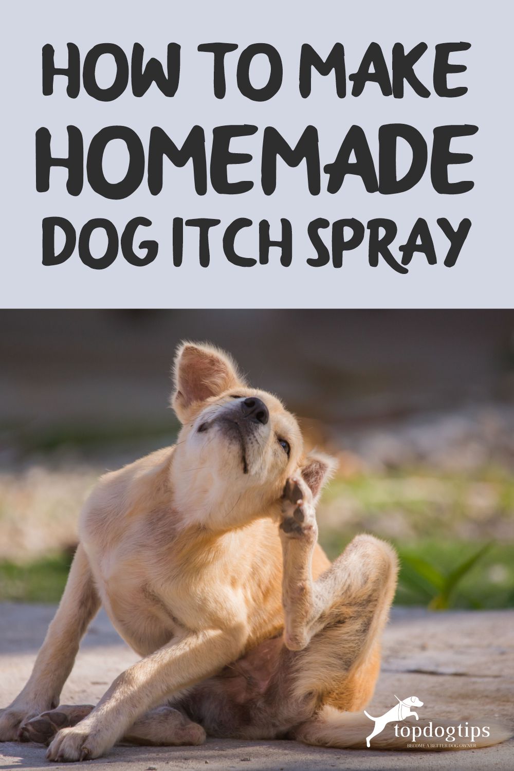 How To Make Homemade Dog Itch Spray Top Dog Tips