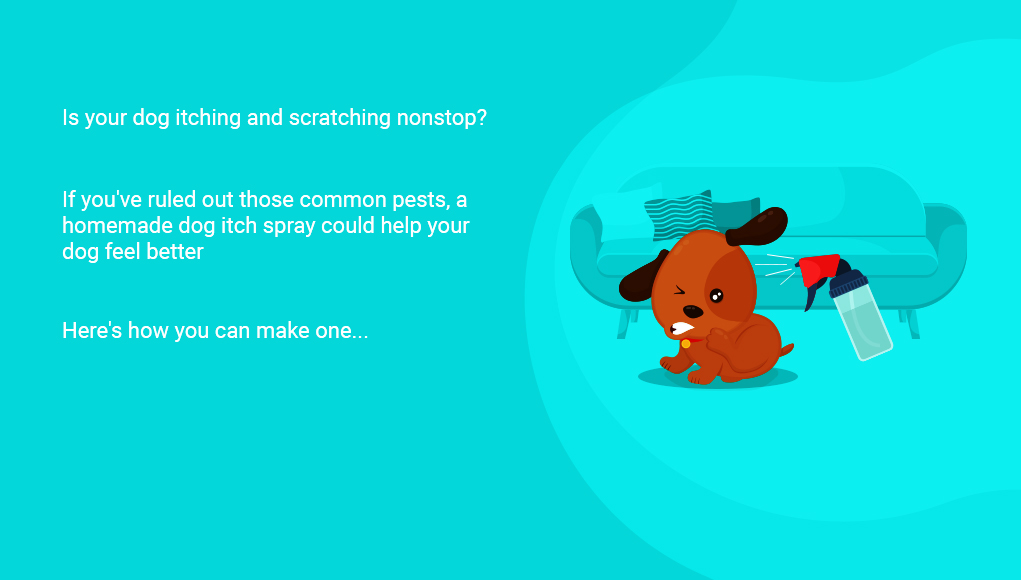 How To Make Homemade Dog Itch Spray Top Dog Tips