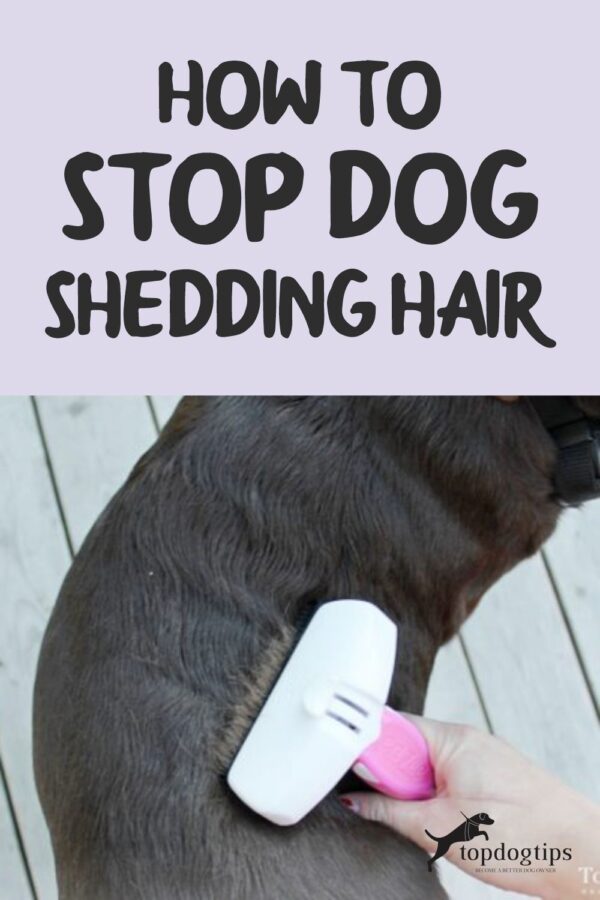 How To Stop Dog Shedding Hair Top Dog Tips
