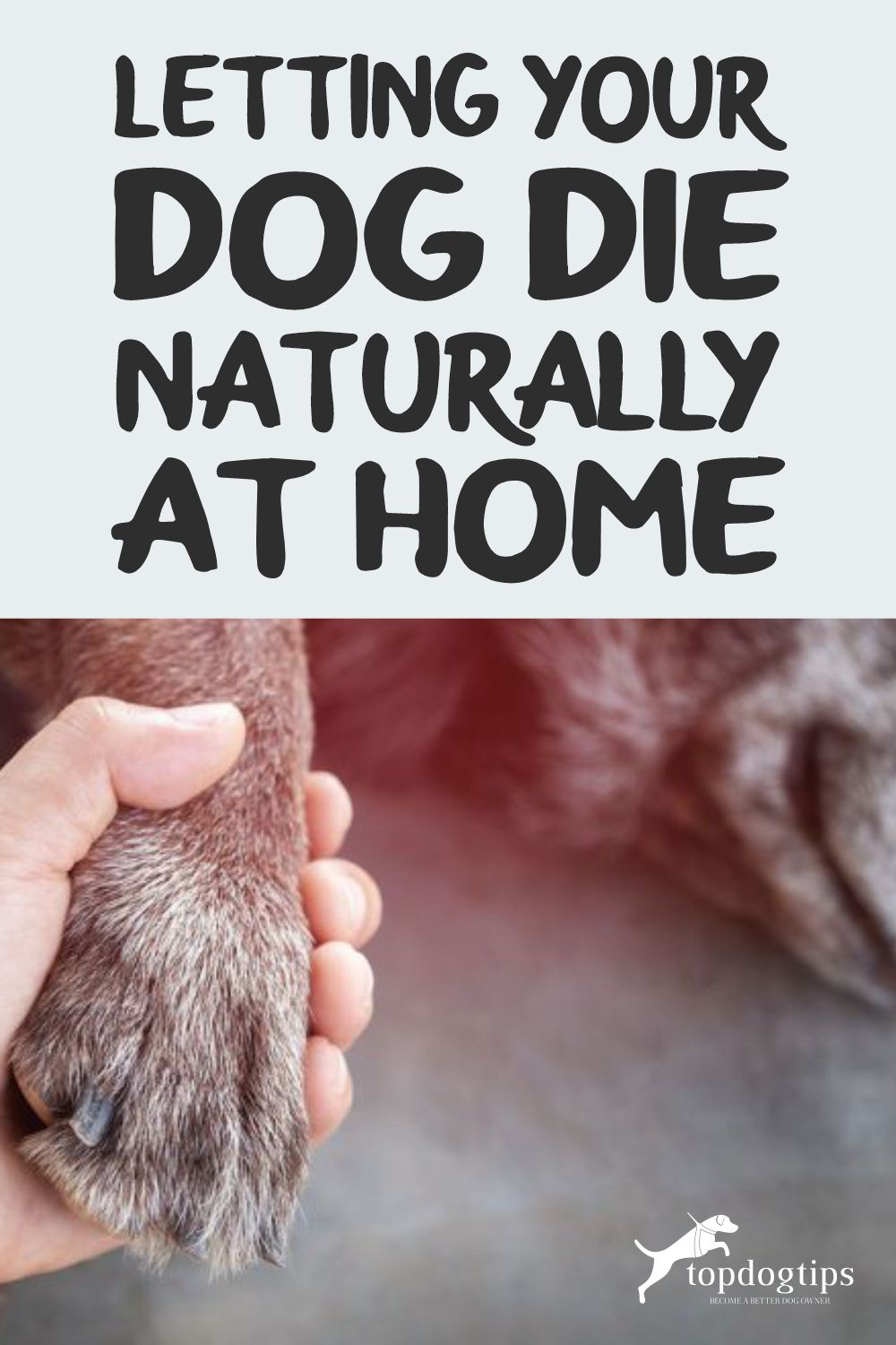 Letting Your Dog Die Naturally at Home Top Dog Tips