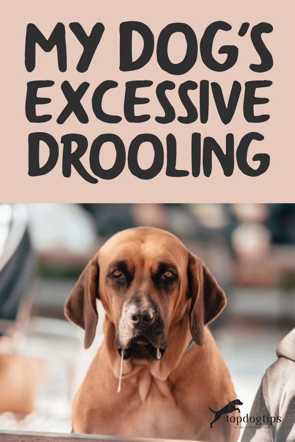 Dog's Excessive Drooling Why, How, and Living With It