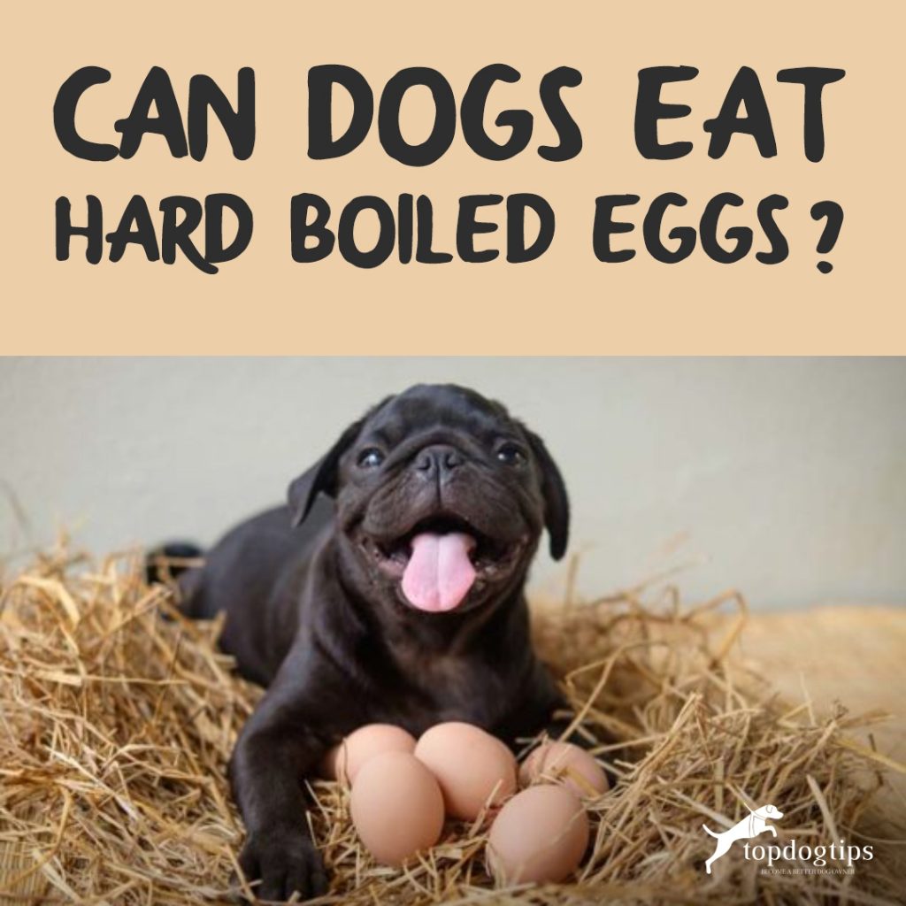 Can Dogs Eat Hard Boiled Eggs?