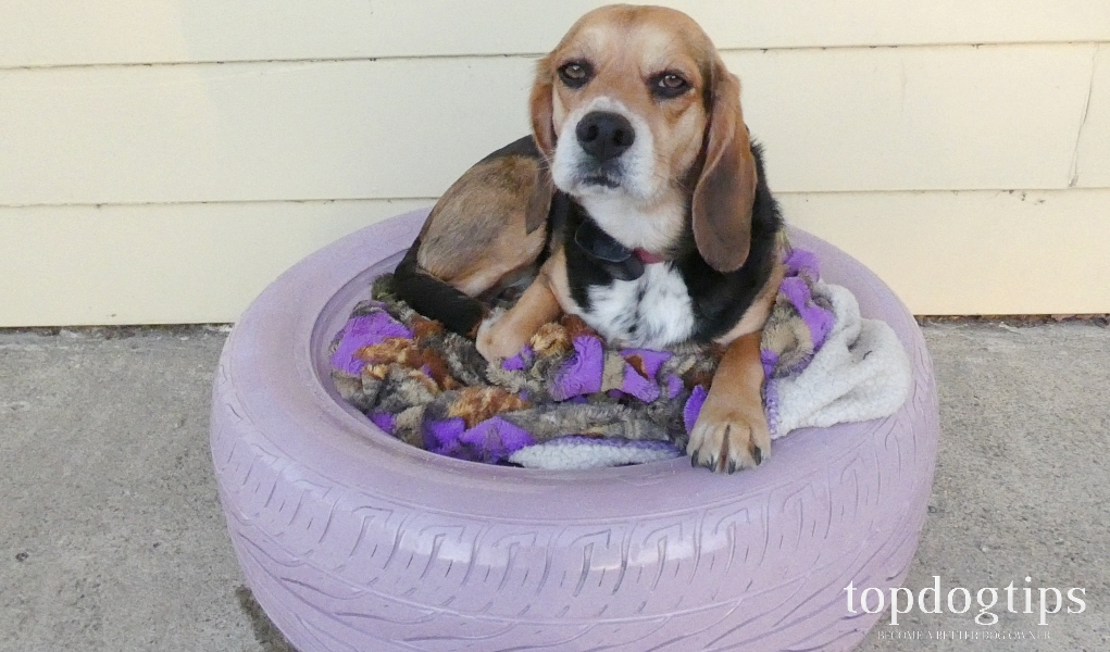 DIY Dog Bed Made with A Recycled Tire Top Dog Tips