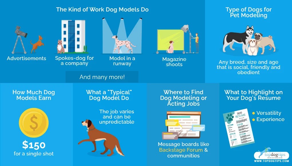 Dog Modeling and Acting Ultimate Guide for Pet Owners