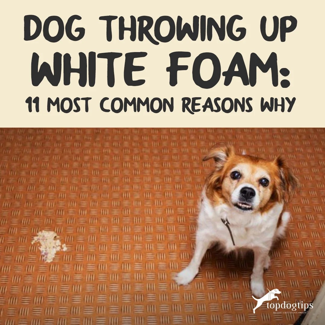 Dog Throwing Up White Foam 11 Most Common Reasons for This Issue
