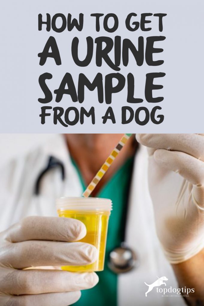 How To Get A Urine Sample From A Dog Top Dog Tips