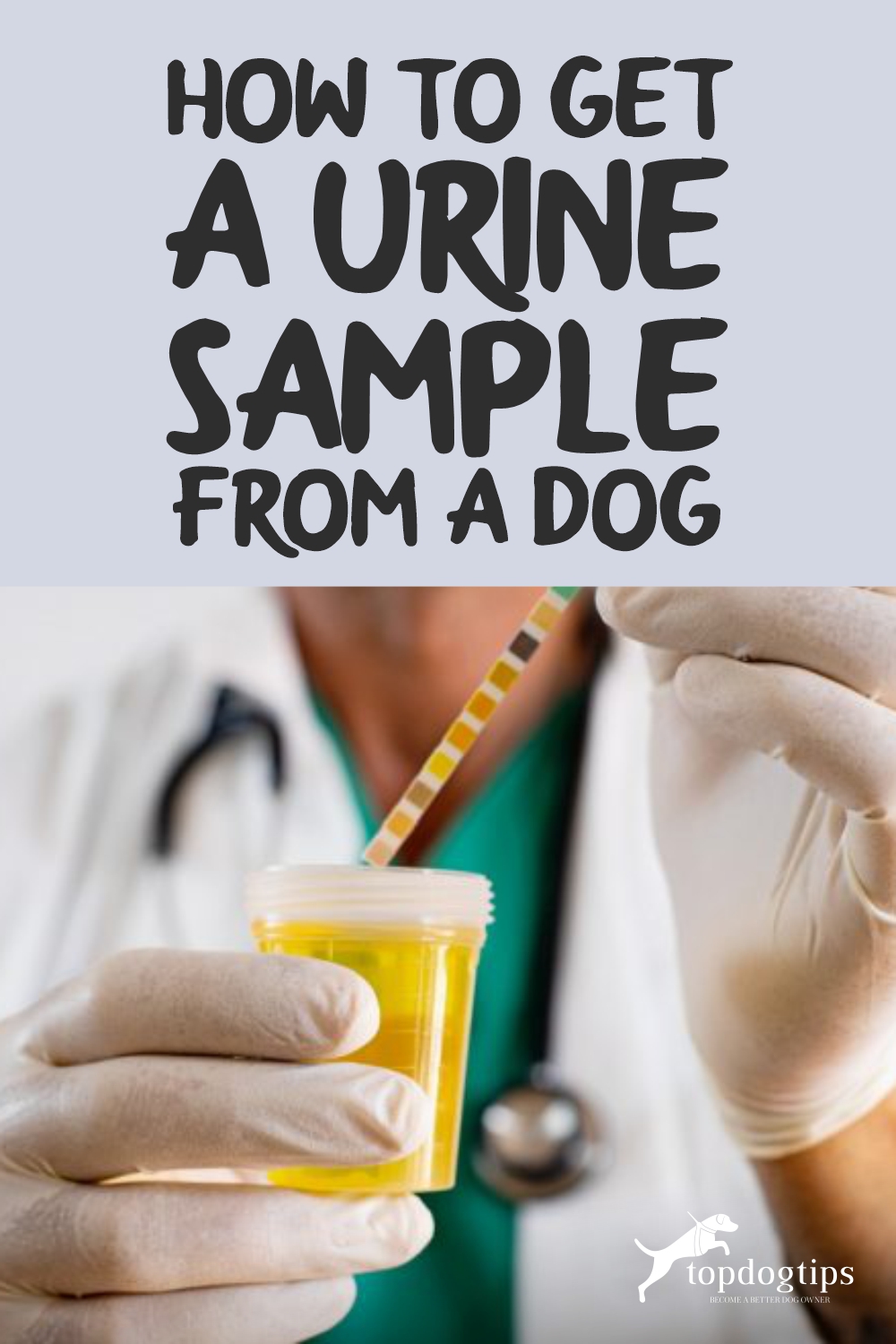 How To Get A Urine Sample From A Dog Top Dog Tips