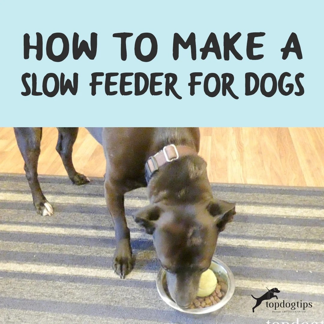 How To Make A Slow Feeder for Dogs Top Dog Tips