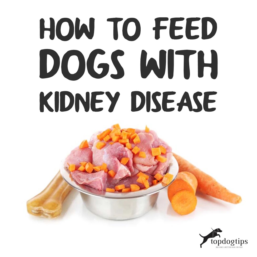 Dog Kidney Disease Diet 101 Evidencebased Guidelines on Feeding