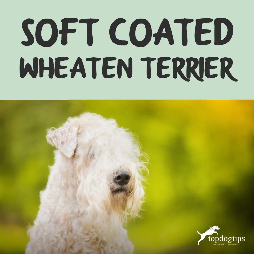 What Is The Best Food For A Wheaten Terrier