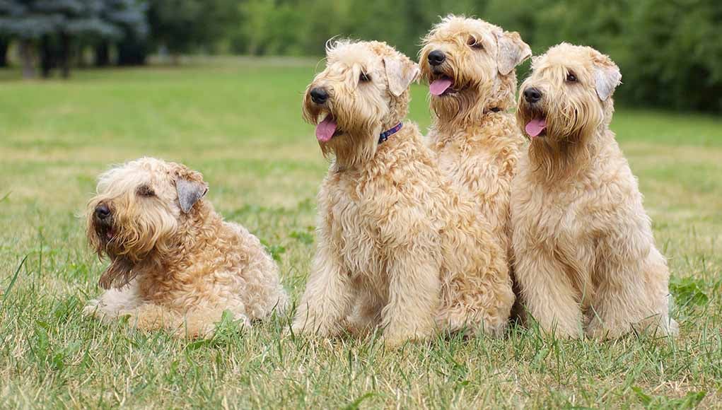 Soft Coated Wheaten Terrier Breed Profile Top Dog Tips