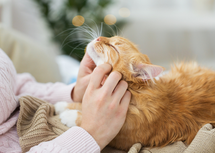 How Long Do Cats Live? Feline Average Life Expectancy Top Dog Tips