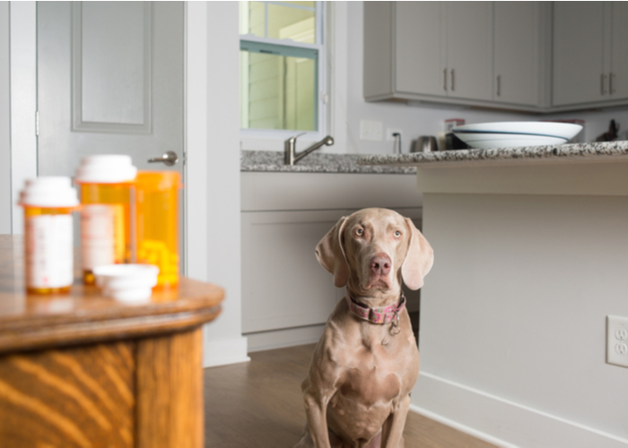 These Are The Top 6 Online Pet Medication Sites