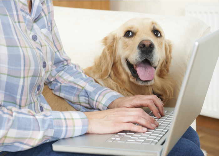 These Are The Top 6 Online Pet Medication Sites