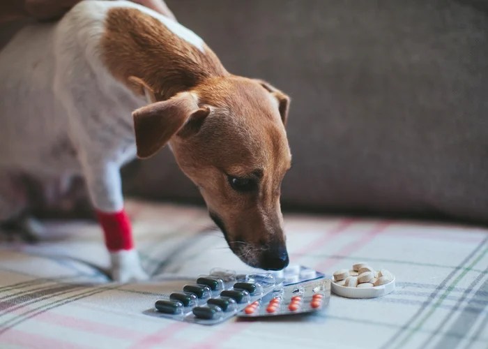 These Are The Top 6 Online Pet Medication Sites