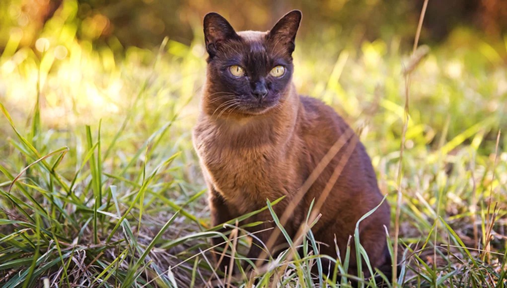 Burmese Cat Breed Characteristics, History, and Grooming Tips