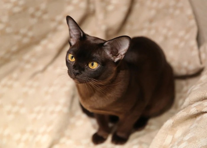 Burmese Cat Breed Characteristics, History, and Grooming Tips
