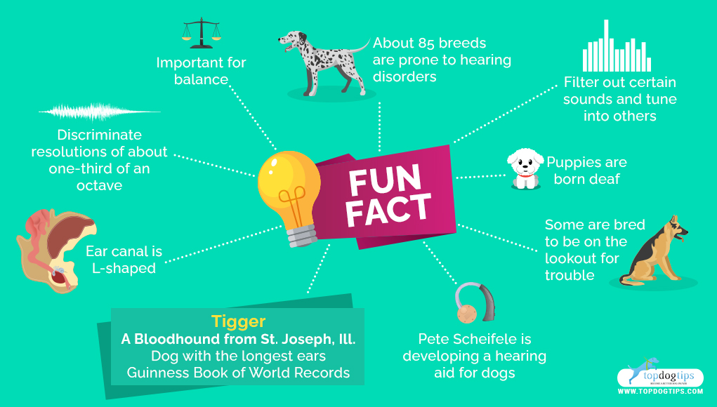 Dog Ears How to Care for Them and Prevent Infections and Problems