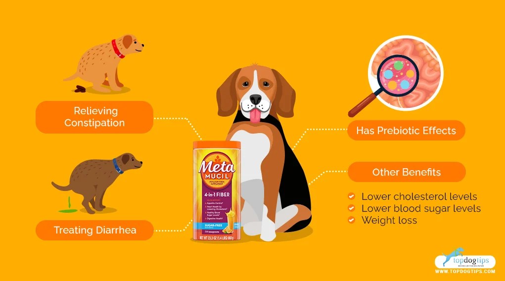 Metamucil for Dogs Its Uses, Benefits and Side Effects