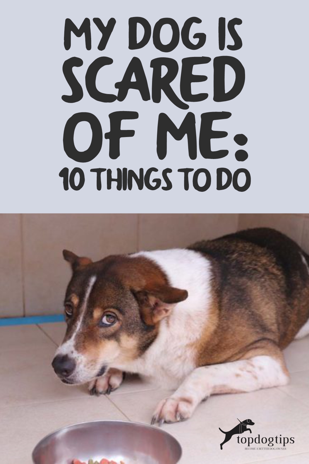 My Dog Is Scared of Me 10 Things You Must Do Right Now to Fix This