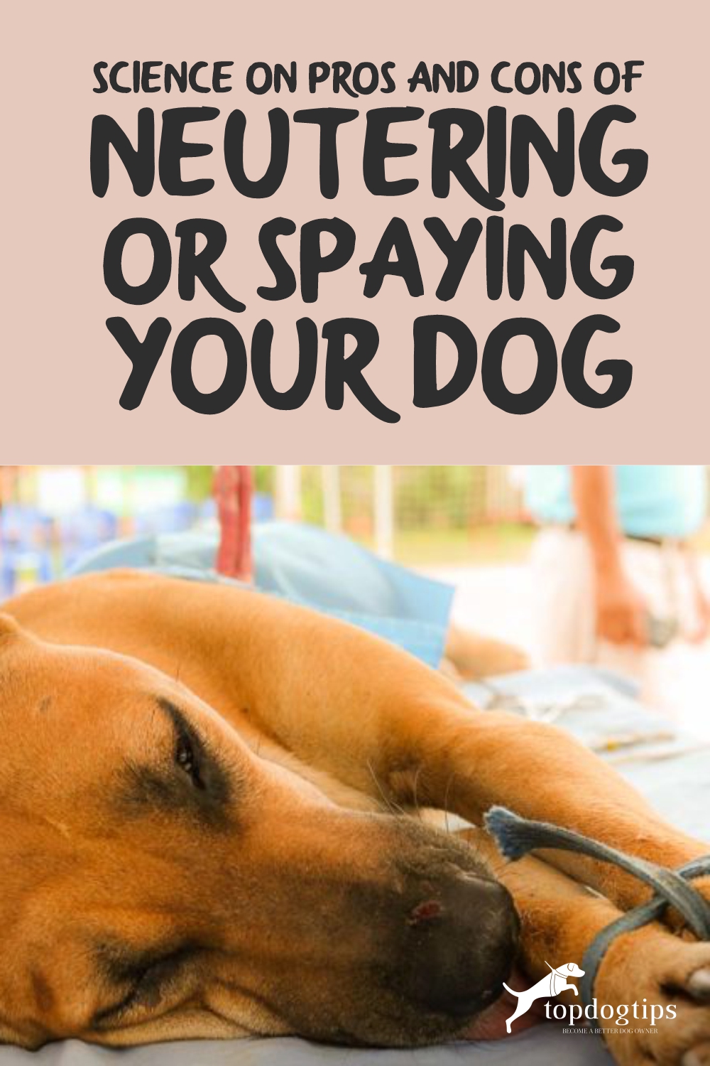Dog Neutering and Spaying Pros and Cons (Backed by Science)