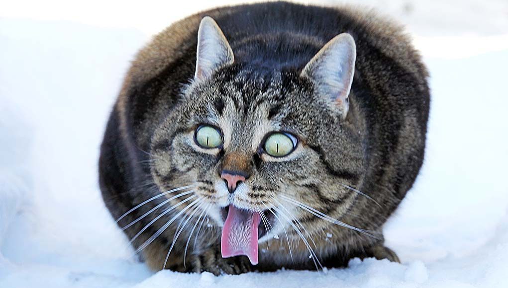 21 Strange Cat Behavior What It Means and How to Respond