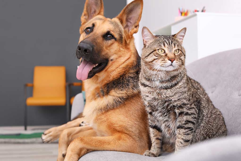 Which Pet Is Better Dogs Or Cats