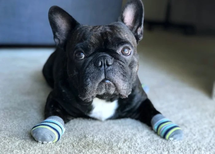 Can Dogs Wear Socks