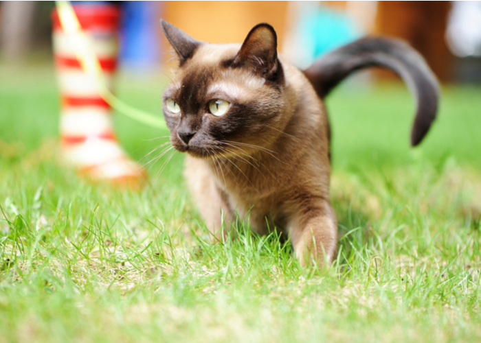 Burmese Cat Breed Characteristics, History, and Grooming