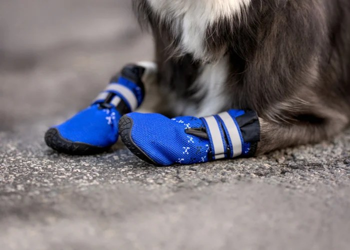 Top 11 Actionable Tips To Protect Dog Paws on Hot Pavement